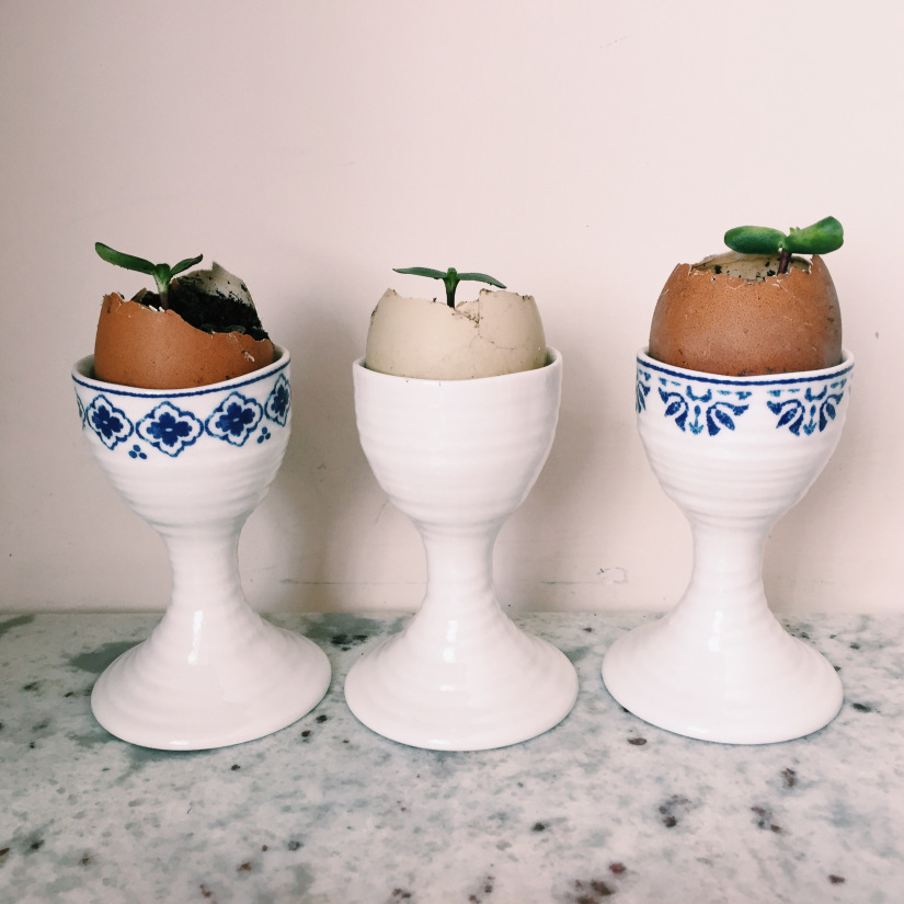Zero waste easter egg plant pots
